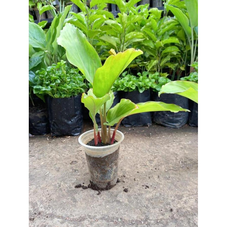 Terlaris Bibit Kunyit Hitam 2Tunas