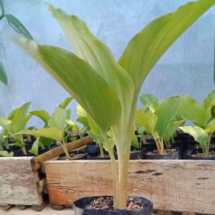 Terlaris Bibit Kunyit Hitam Asli Thailand