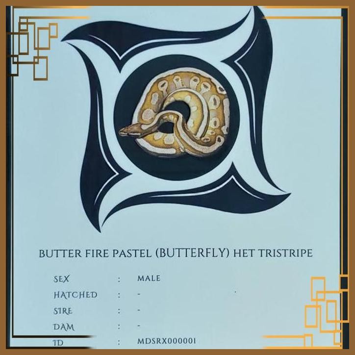 [CNC] ULAR BALL PYTHON MALE ADULT BUTTERFLY HET TRISTRIPE MDS001
