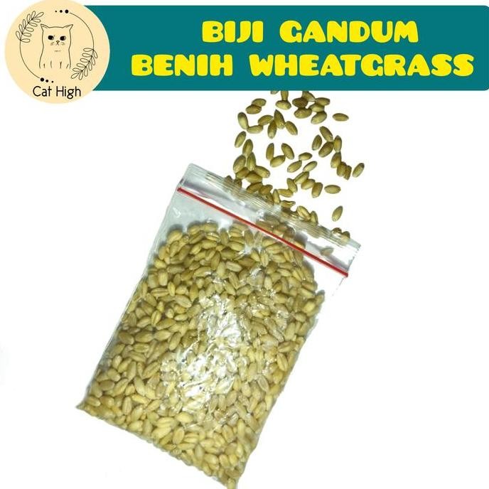 

Terlaris Biji Gandum Benih Wheatgrass Rumput Kucing