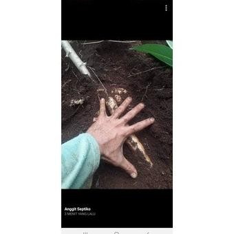 

Terlaris One Z Green Singkong/Pupuk Non Kimia/Pupuk Organik Cair/ Wergyo 2340Lg