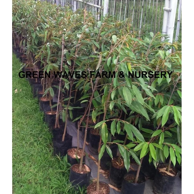 

Terlaris Bibit Durian Musang King/Raja Kunyit (D197) 90 Cm - 1 M