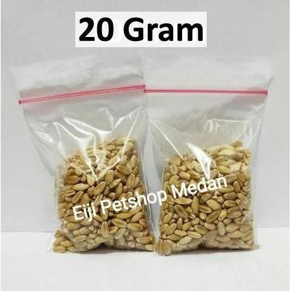 

Terlaris Benih Rumput Kucing Bibit Rumput Gandum Wheatgrass Bibit Rumput Kucing