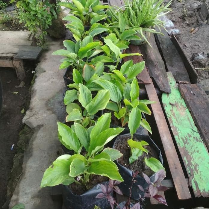 Terlaris Bibit Kunyit Hitam Asli Thailand