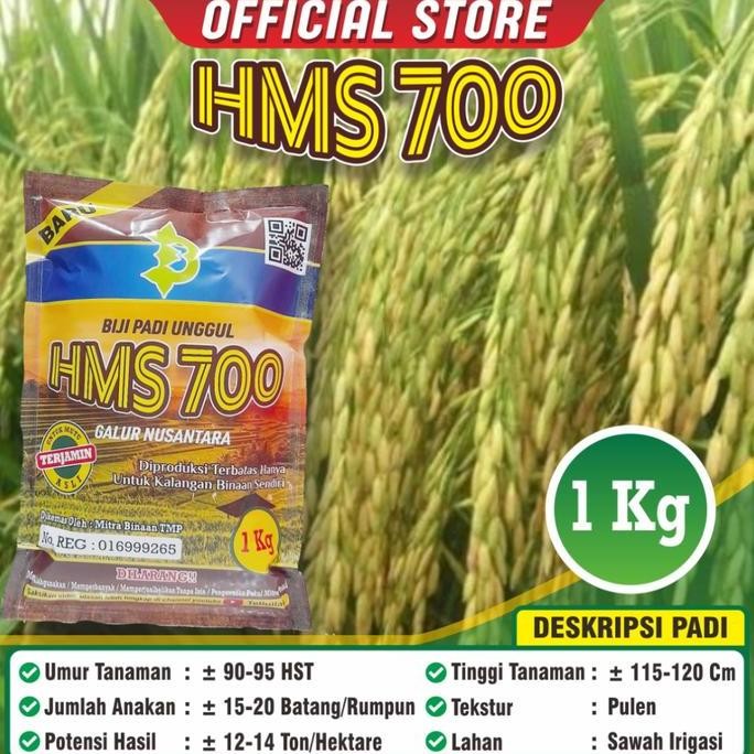 

Terlaris Biji Padi Hms 700