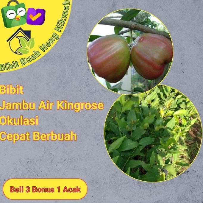 

Terlaris Bibit Tanaman Buah Jambu Air Kingrose Okulasi Cepat Berbuah