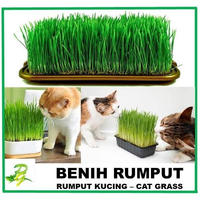 

Terlaris Benih Rumput Gandum Wheatgrass-Cat Grass-Rumput Kucing