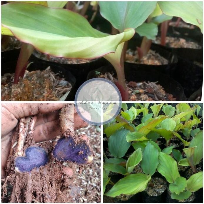 

Terlaris Bibit Kunyit Hitam