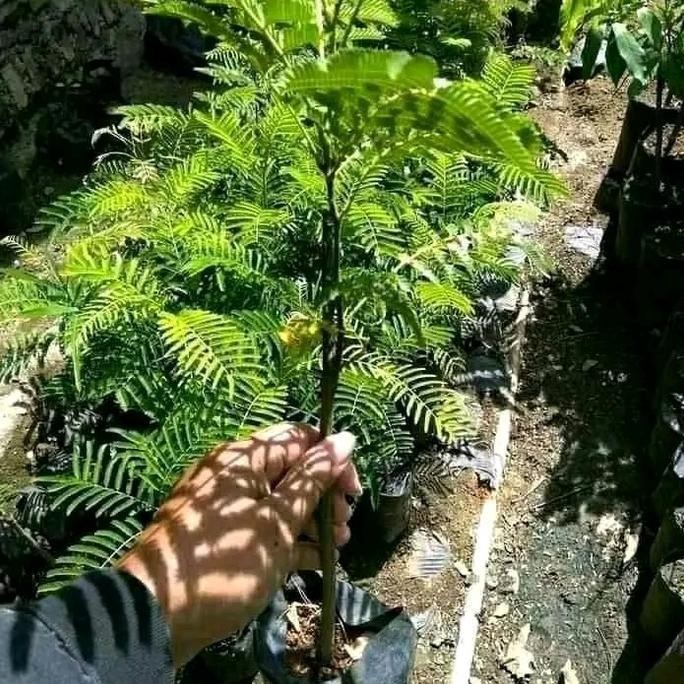 

Terlaris Bibit Petai Padi Unggul