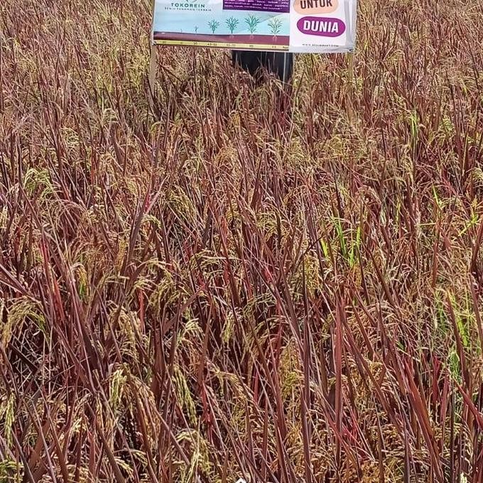 

Terlaris Padi Black Madras/ Premium Seed/ Best Quality/Blekmadras