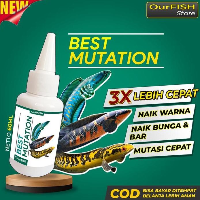 Terlaris Obat Mutasi Ikan Channa Best Mutation Vitamin Ikan Channa Maru Barca