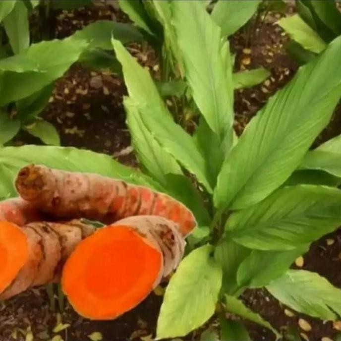

Terlaris Tanaman Bibit Herbal/Bumbu Dapur Kunyit Kuning