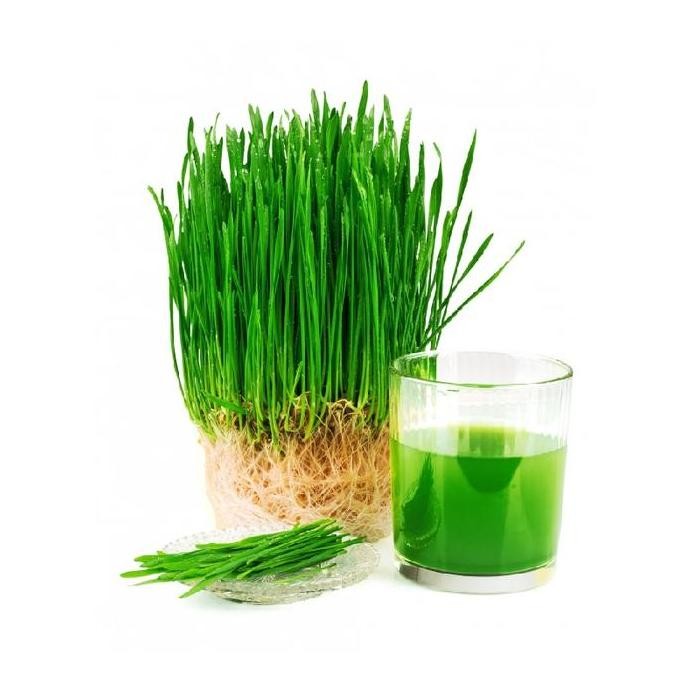 

Terlaris Isi 50 Benih Biji Rumput Gandum / Wheat Grass Known You Seed Repack