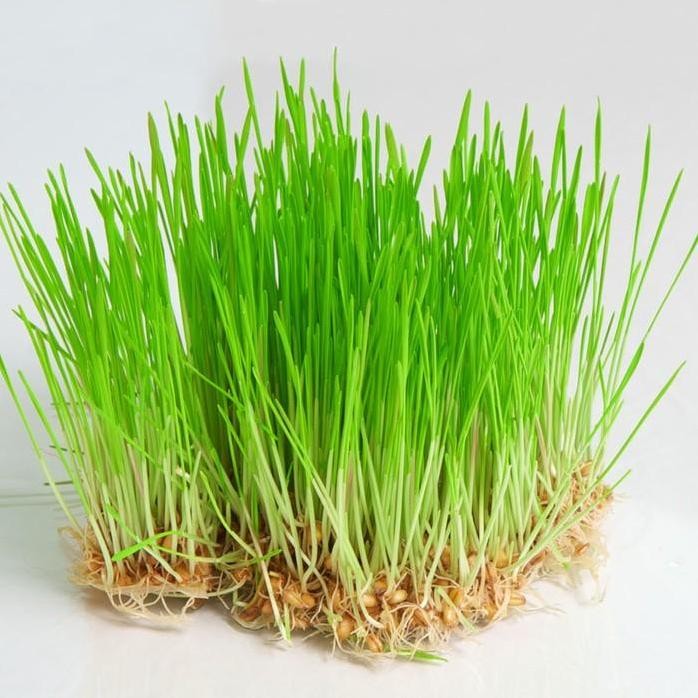 

Terlaris Benih Gandum Wheatgrass Organik 1Kg