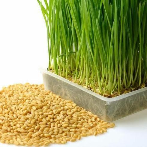 

Terlaris Benih Wheatgrass/Benih Rumput Gandum