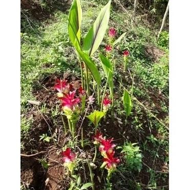 

Terlaris Terlaris Bibit Kunyit Putih/Kunyit Putih Cod