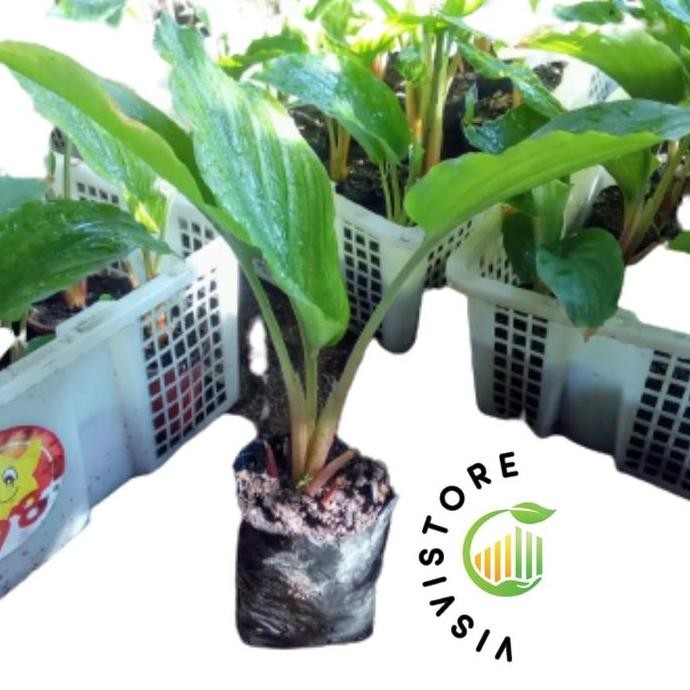 

Terlaris Bibit Kunyit Hitam Asli Visvi Store Tunas 2