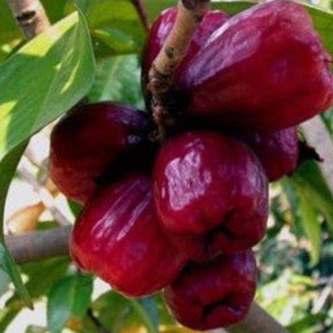 

Terlaris Bibit Tanaman Buah Jambu Bol Jamaika Benih Pohon Tabulampot Taman