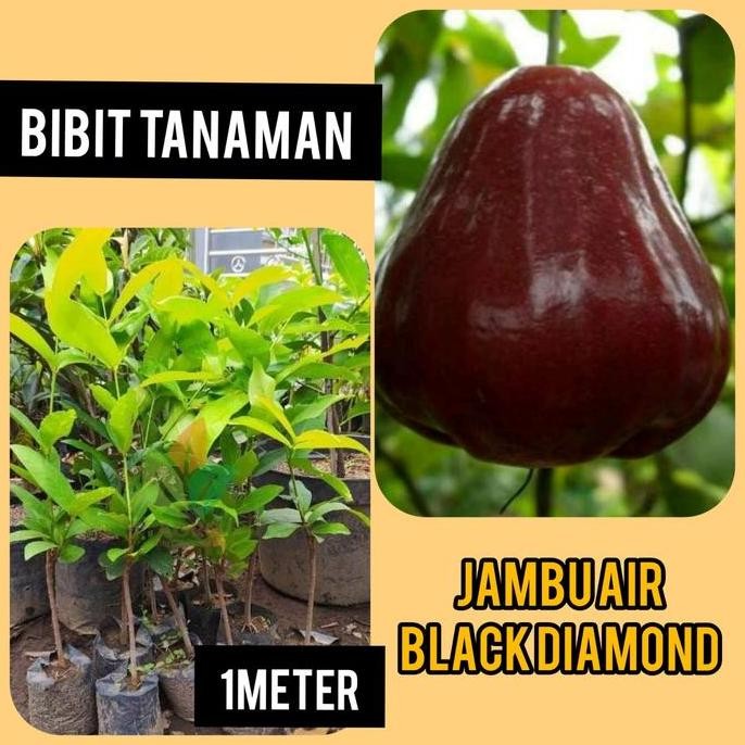 

Terlaris Bibit Jambu Air Black Diamond 1 Meter