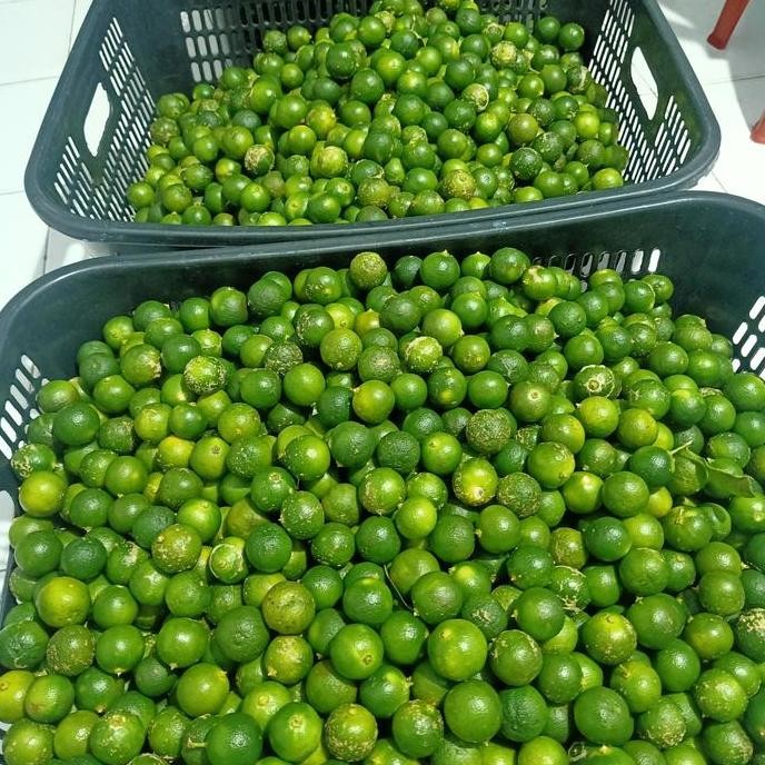 

1 KG (ukuran Sedang-Besar) sonkit / Kasturi / Kalamansi / Lemon cui