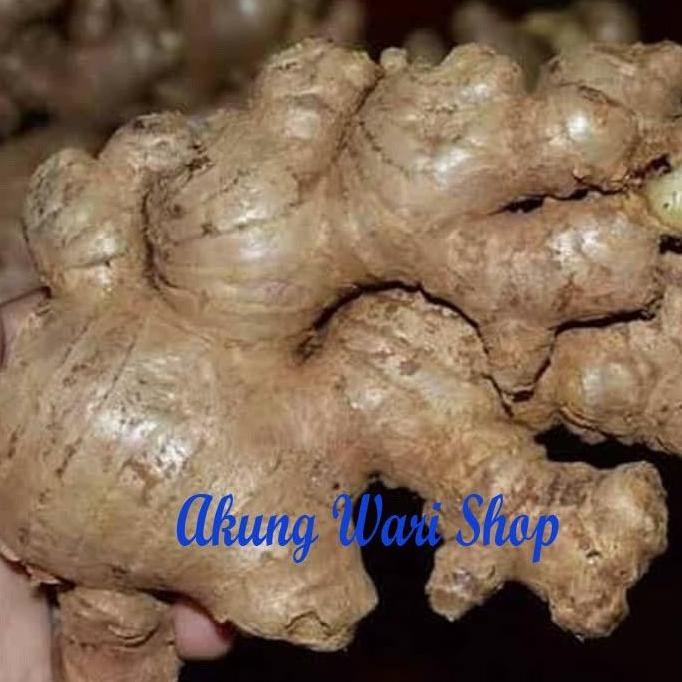 

Jahe Gajah Super / Jahe Putih / Asli medan
