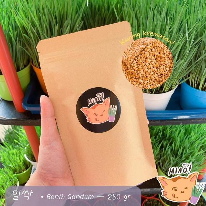 

Terlaris Benih Gandum / Cat Grass / Pet Grass / Biji Wheatgrass 250Gr