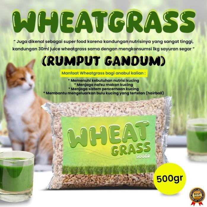 

Terlaris 500 Gram Bibit Benih Wheat Grass Rumput Gandum Bisa Diminum Kemasan