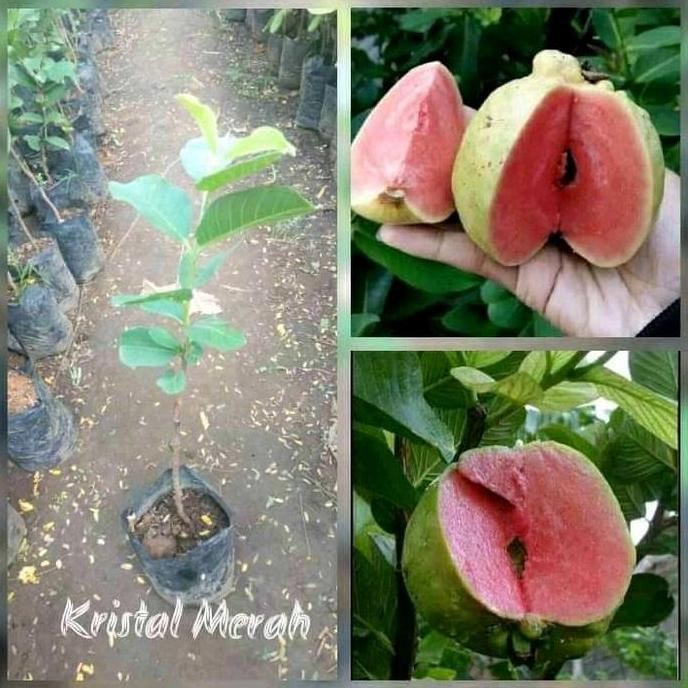 

Terlaris Bibit Jambu Kristal Merah Berbunga