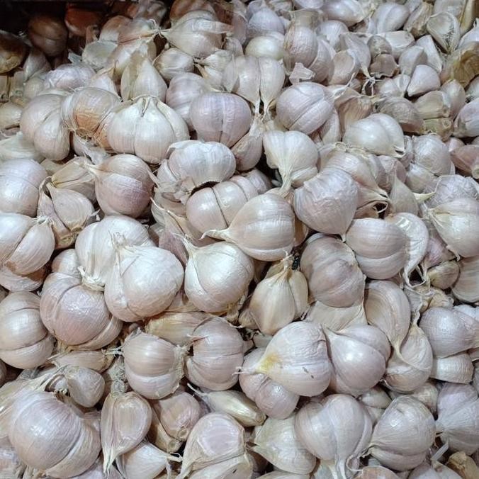

Bawang Putih Kating Super