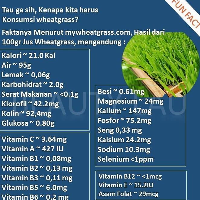 

Terlaris 100% New Benih Wheatgrass 1Kg Bibit Rumput Gandum Untuk Kucing Biji Wheat Grass Happy Shoping