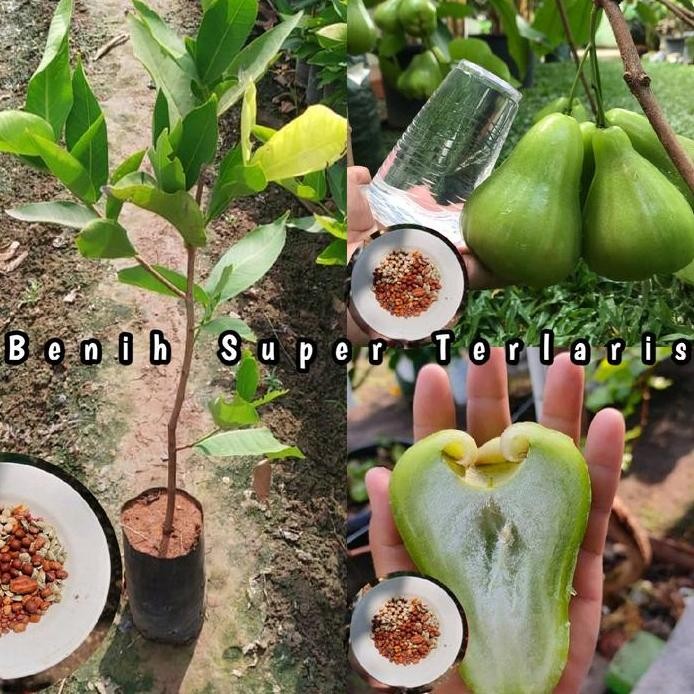 

Terlaris Benih Bibit Tanaman Jambu Air Green Giant Hasil Okulasi
