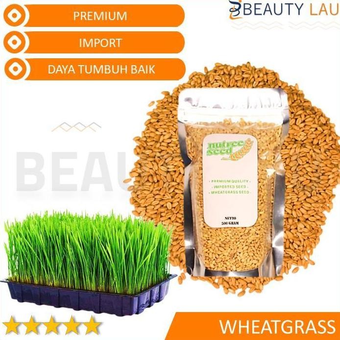 

Terlaris Benih Wheatgrass 500Gr Bibit Rumput Gandum Biji Cat Grass Microgreen