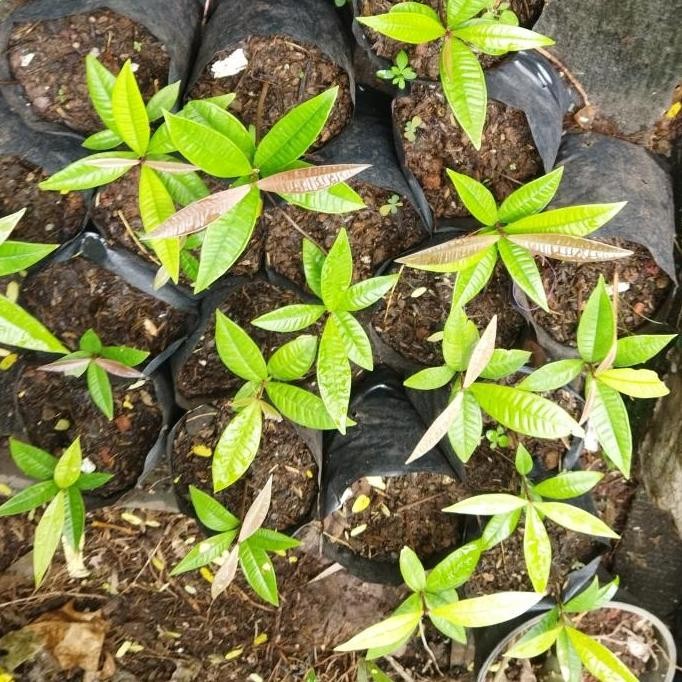 

Terlaris Bibit Buah Jambu Sp Sulawesi