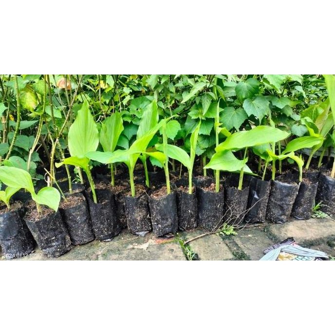 

Terlaris Bibit Benih Tanaman Kunir Atau Kunyit