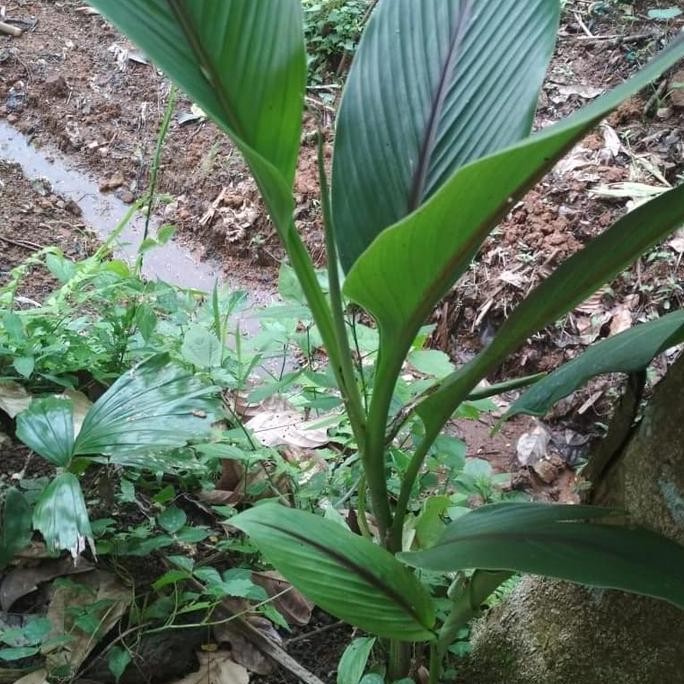 

Terlaris Bibit Kunyit Putih Siap Tanam