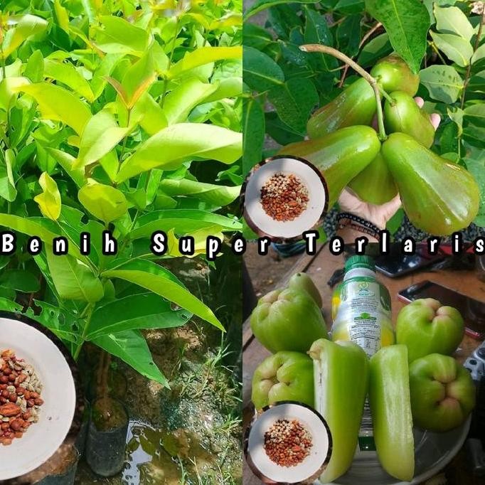 

Terlaris Benih Bibit Jambu Air Taiwan Super Green