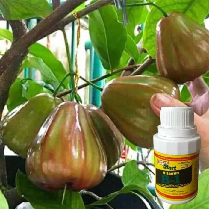 

Terlaris Bibit Jambu Bajang Leang Super Unggul