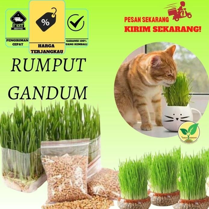 

Terlaris Benih Bibit Seed Rumput Gandum Untuk Kucing Microogren /Wheat Grass / Wheatgrass Seed Kemasan Aluminium