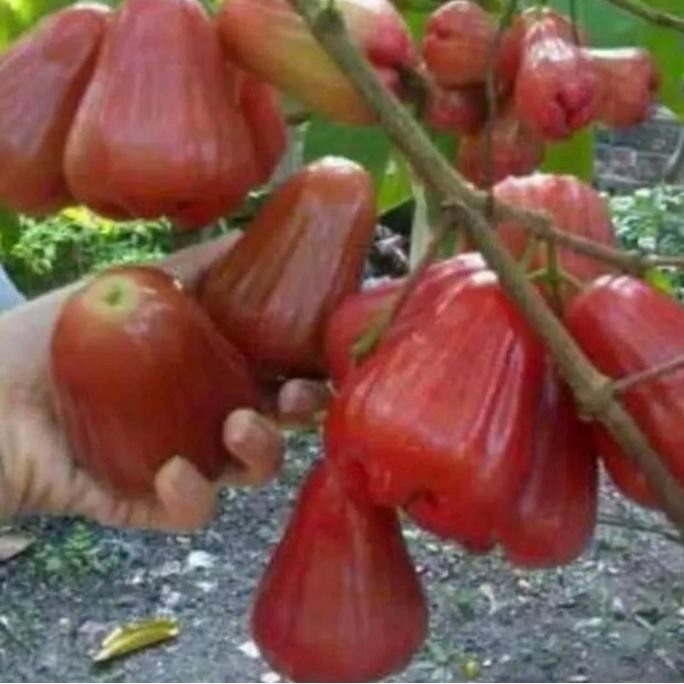 

Terlaris Benih/Bibit Buah Jambu Cincalo Merah