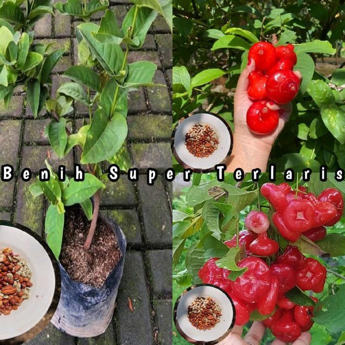 

Terlaris Benih Bibit Jambu Air Kancing Super Unggul