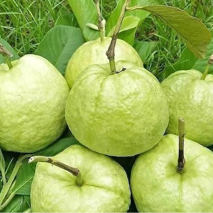 

Terlaris Benih Tanaman Jambu Kristal Merah( Bibit Buah Jambu Kristal Merah )