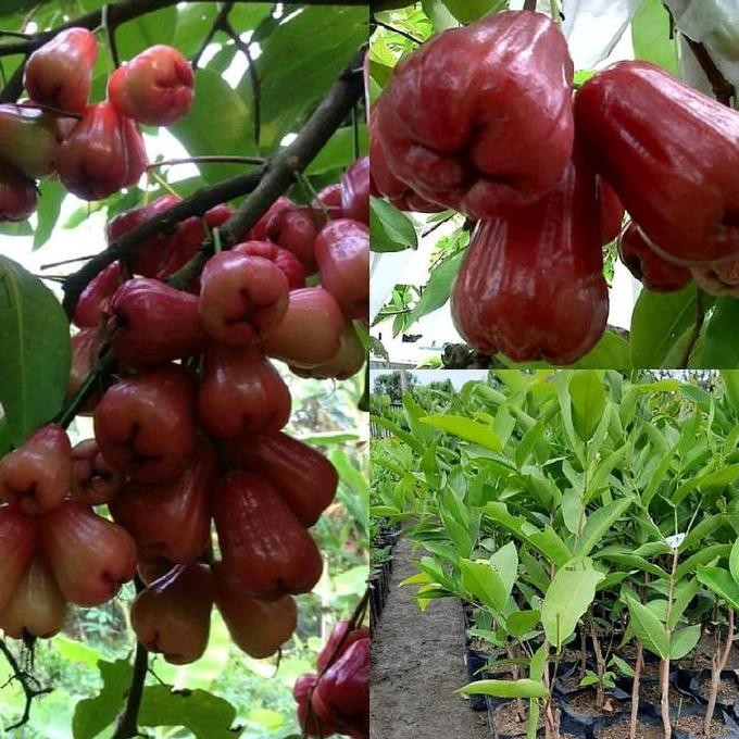 

Terlaris Bibit Jambu Air Citra Bibit Hasil Okulasi
