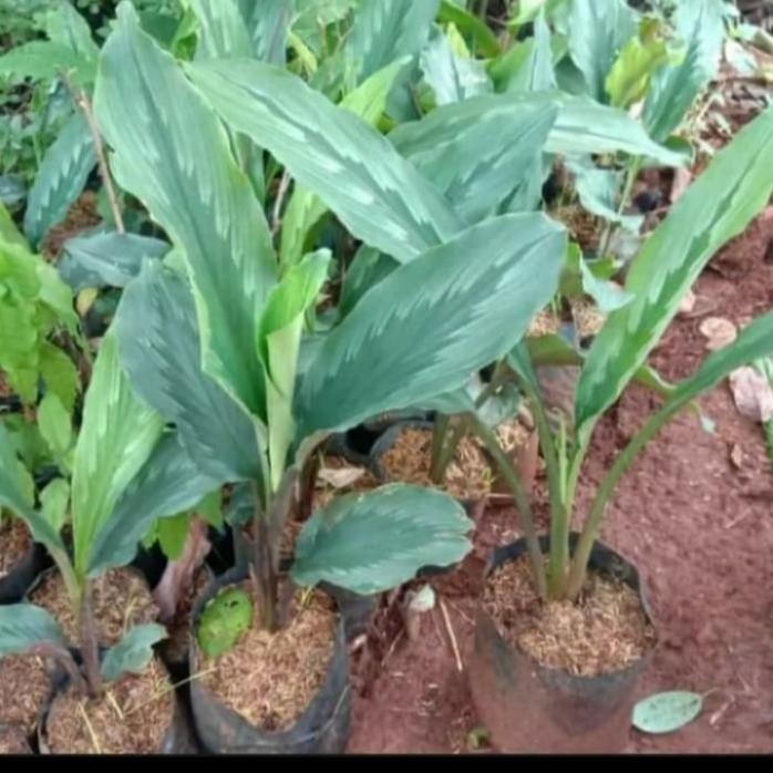 

Terlaris Bibit Tanaman Kunyit Putih/ Kunir Putih Herbal