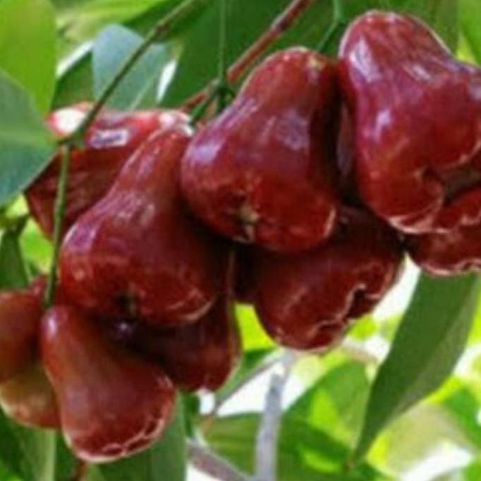 

Terlaris Bibit Tanaman Buah Jambu Air Cincalo Benih Pohon Tabubulampot Taman