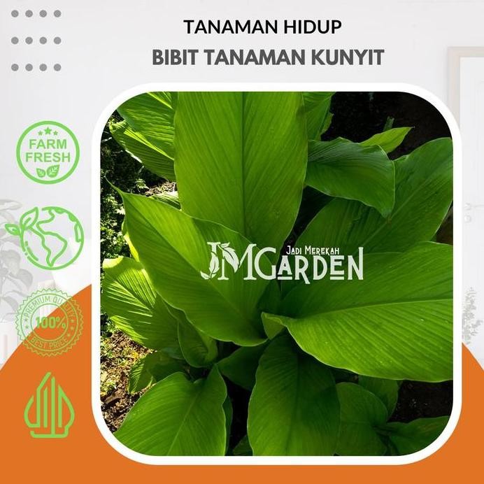 

Terlaris [Jm Garden] Bibit Kunyit Atau Kunir Kualitas Super Premium / Tanaman Herbal Kunyit Atau Kunir