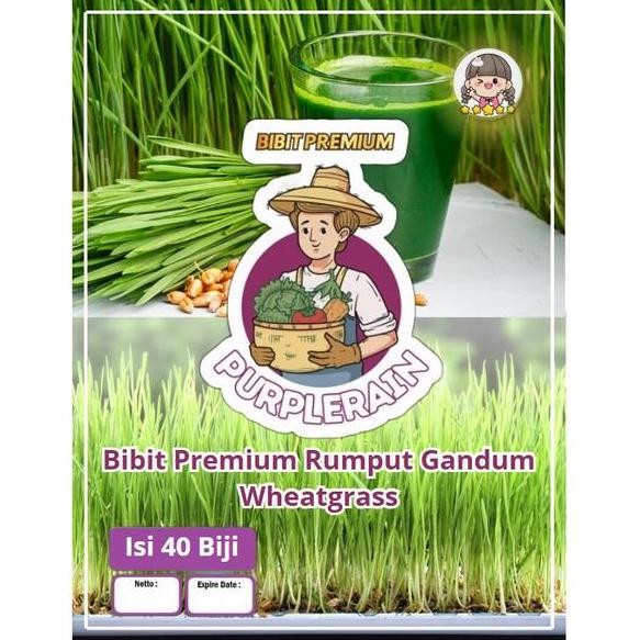

Terlaris Bibit Premium Rumput Gandum Wheatgrass | Benih Rumput Gandum Wheatgrass