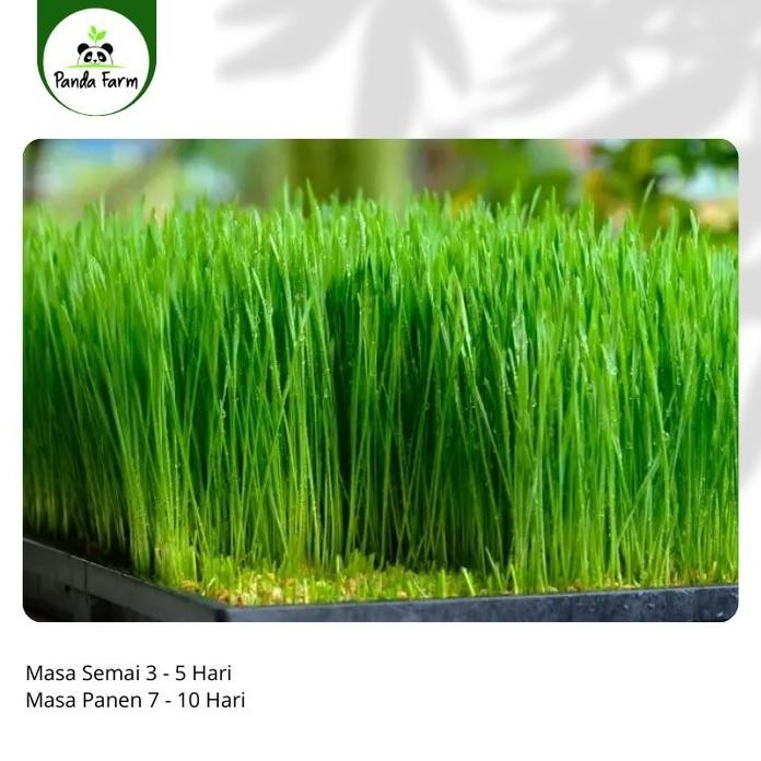 

Terlaris [Goodseller] Isi 50 Benih Biji Rumput Gandum / Wheat Grass Known You Seed Repack