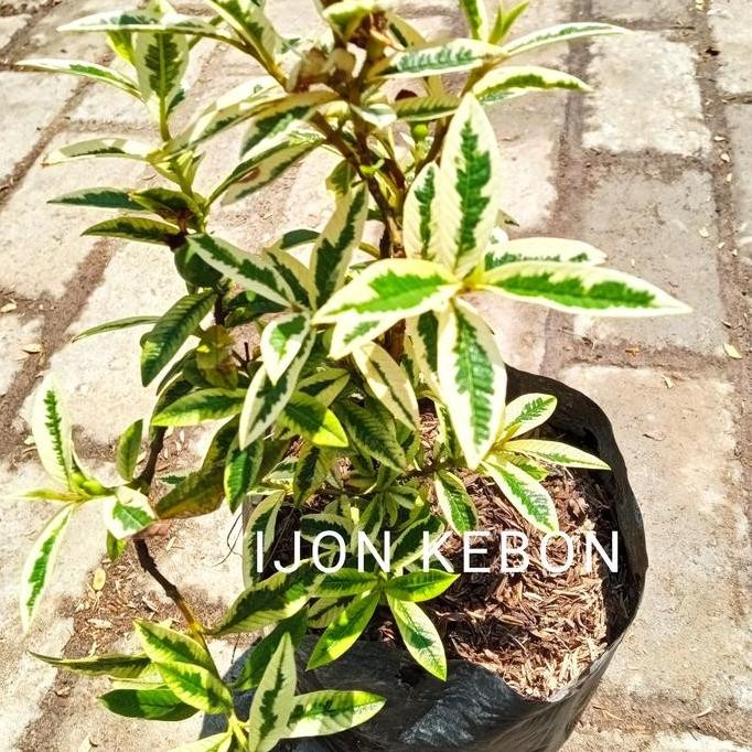 

Terlaris Bibit Jambu Kerikil Variegata Menarik