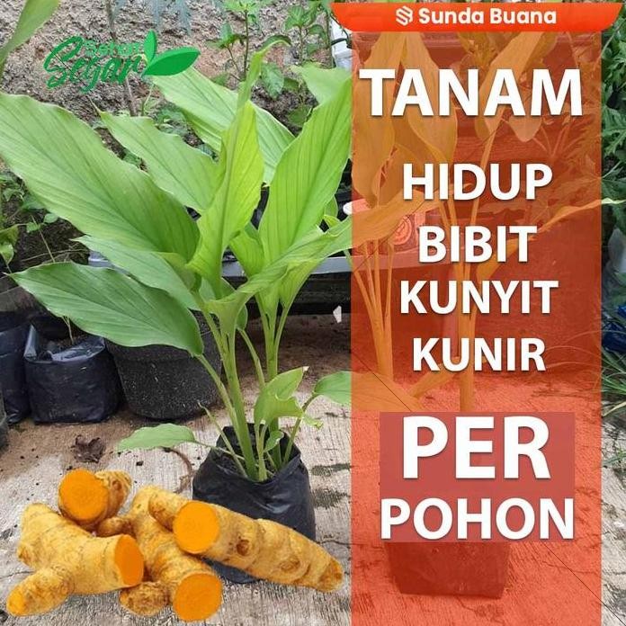 

Terlaris Bibit Pohon Kunyit / Kunir / Koneng Per Bibit Kualitas Unggul