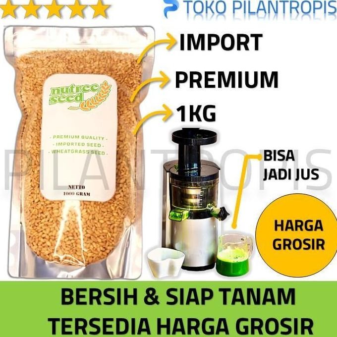 

Terlaris Benih Wheatgrass 1Kg Bibit Rumput Gandum Biji Wheat Grass Microgreen